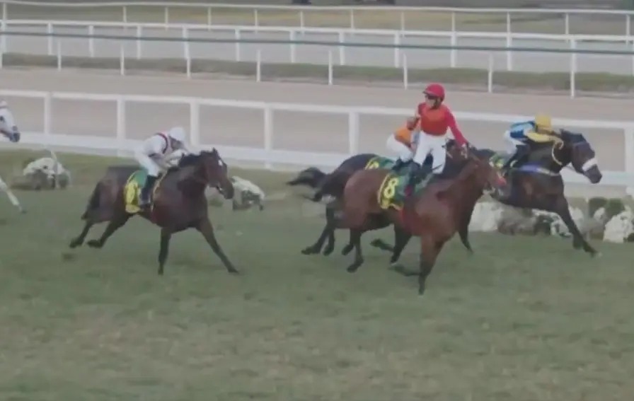 Watch: jockey almost loses Brazil's biggest race after celebrating too soon in shades of Mickael Barzalona on Pour Moi