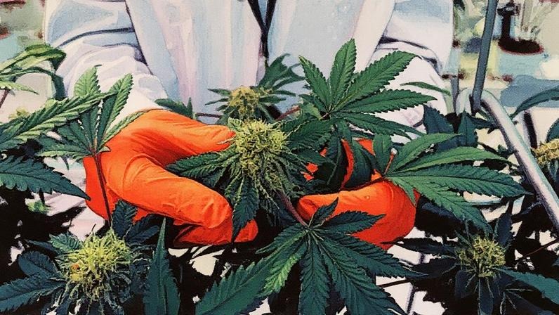 Ações de cannabis disparam após Trump considerar reclassificação da droga